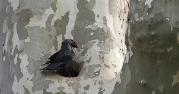 Western jackdaw (Coloeus monedula), perched on a platanus alt