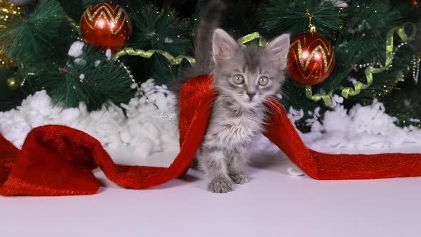 A Beautiful Gray Kitten Sits Under a Christmas Tree in the Snow and Watches the Camera alt