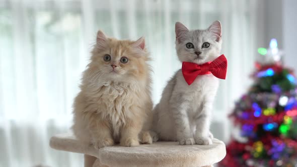 Cute kittens sitting and looking at camera on Christmas Day,slow motion alt