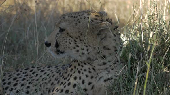 Close up of a cheetah and dry grass alt