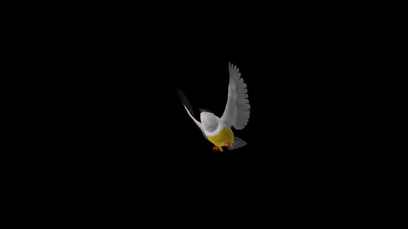 American Manakin - White Collared - Flying Bird - Transparent Transition II