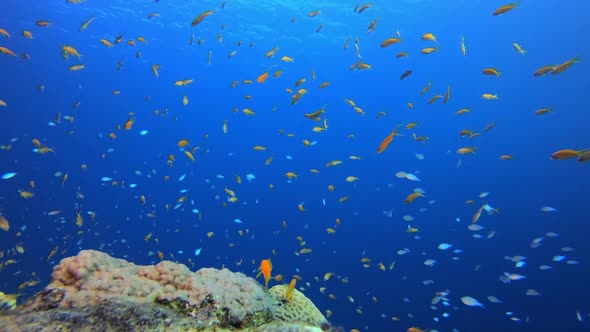 Reef Underwater Marine Scene alt