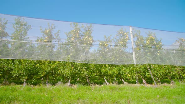 Row of Apple Trees Grow on Plantation Behind Protective Net alt
