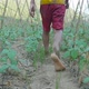 Boy's Feet Walking In Vegetables Garden - VideoHive Item for Sale
