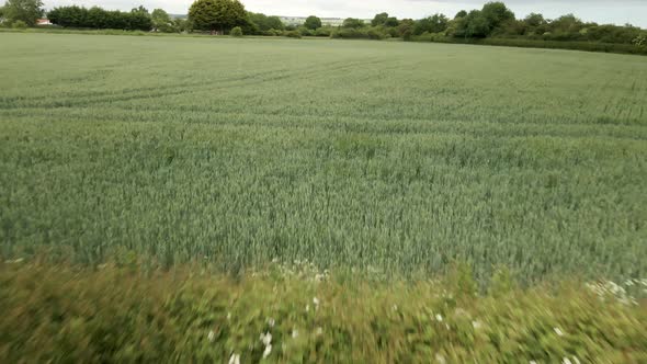 low angle aerial push in over green wheat crop fields on rural agricultural land in England alt
