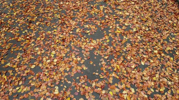 Autumn park in November 3 alt