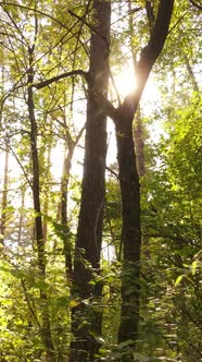 Vertical Video of Trees in the Forest in Autumn alt