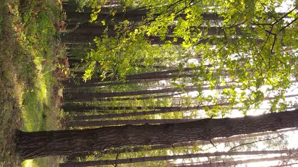 Vertical Video Autumn Forest with Trees in Ukraine Slow Motion alt