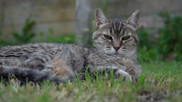 Grey Tabby Cat Lying  On Green Grass And Looking At Camera. - close up alt