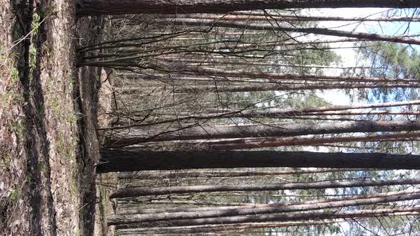 Vertical Video of Trees in a Pine Forest Slow Motion alt
