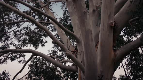 Australian Eucalyptus Tree In Storm, Stock Footage | VideoHive