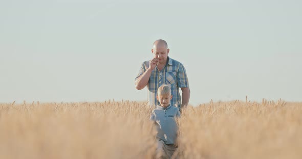 Father and Son are Walking in a Golden Wheat Field They are Happy