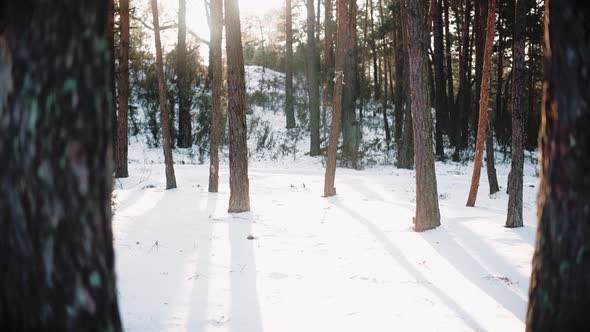 Sunny Shadows on Snow in the Forest at the Sunset in Winter