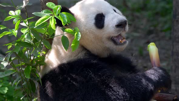 Giant Panda Eating Bamboo alt