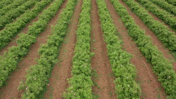 Blossomed field with oil-bearing rose alt