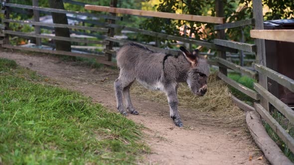 A cute little newborn miniature mediterranean donkey with a fringe standing next to a wooden plank f alt