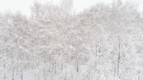 Aerial Video of a Winter Forest alt