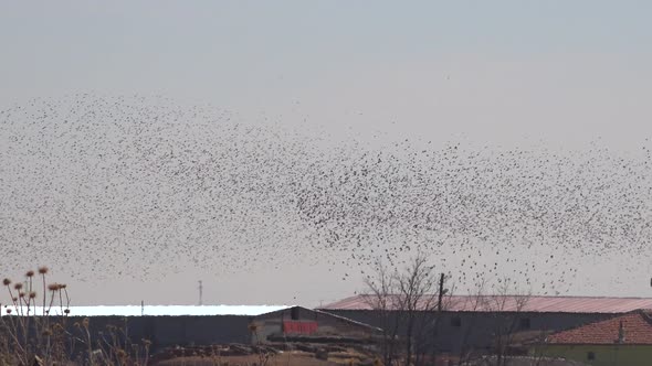 Murmurations Birds Ballet Dance Swarm Behaviour alt