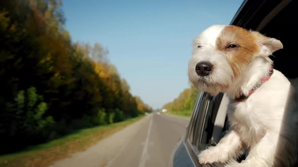 Jack Russel Dog Sticking Their Heads Out the Car Window alt