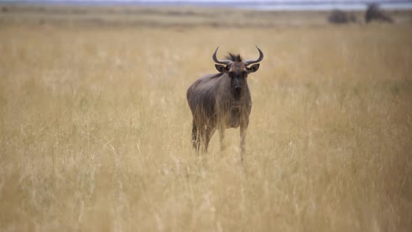 Buffalo Bull in the Wild