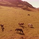 Flight Over Wild Horses Herd on Meadow - VideoHive Item for Sale