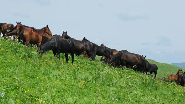 Herd of Horses Grazing in Mountains alt