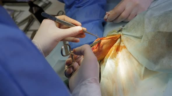 Operation on a Dog's Paw in a Veterinary Clinic the Doctor Applies Stitches alt