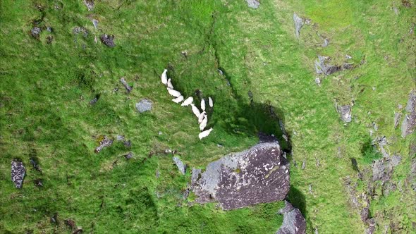 Herd of sheep grazing on steep slope, aerial footage alt