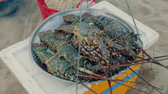 Raw Lobsters Fresh Catch Lobsters for Grilling Beautifully Arranged Lobsters in a Row alt