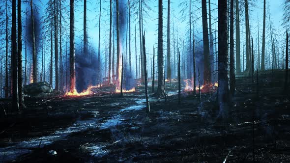 Forest Fire with Burned Trees After Wildfire alt