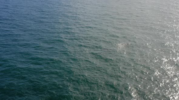 Aerial Footage of Two Whales Swimming in Vast Blue Ocean Area Under the Sunlight. alt
