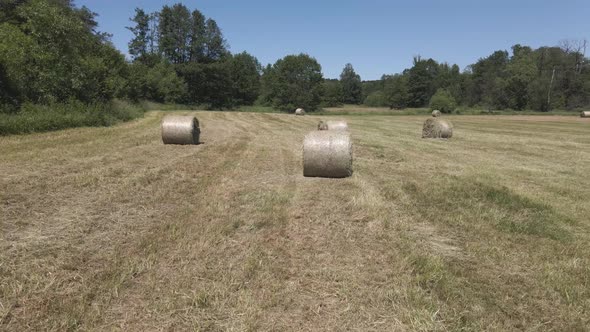 Many bales of hay on the field alt