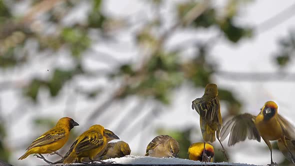 980318 Northern Masked Weavers, Ploceus taeniopterus, group at the Feeder, in flight, Lake Baringo i alt