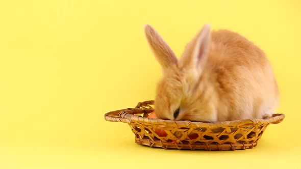 Little Fluffy Cute Handmade Rabbit Eating a Fresh Carrot While Sitting in a Wooden Wicker Basket alt