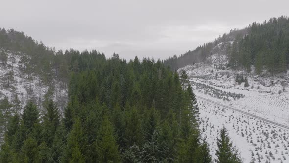 Aerial Drone through falling snow over pine trees, snow-covered winter landscape. Norway. alt