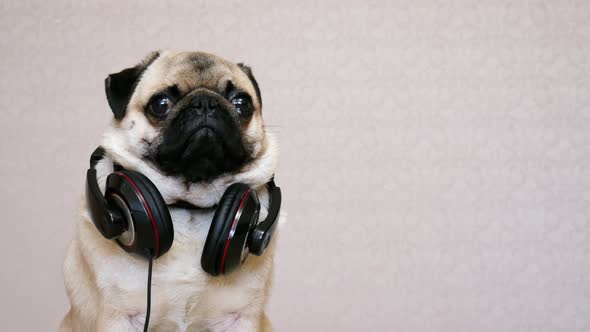 DJ Pug Dog Listening Music with Big 