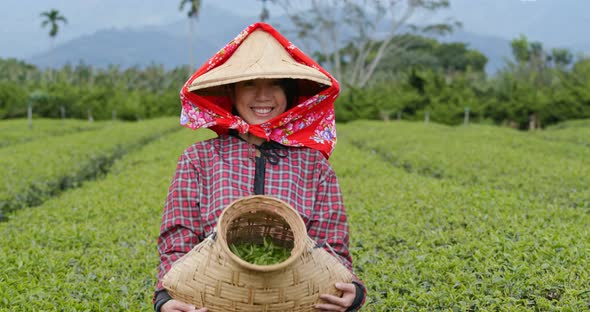 Woman pick green leave in the tea farm alt
