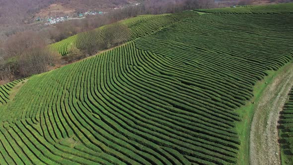 Top View of the Relief Land, Green Plantations of Black Tea in the Daytime alt