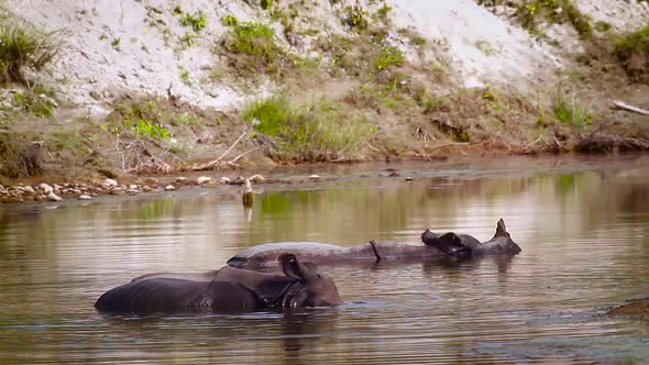 Greater One-horned Rhinoceros in Bardia national park, Nepal alt