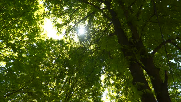 Sunbeam Through the Leaves of Trees