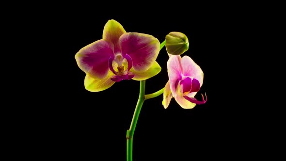 Blooming Yellow - Pink Orchid Phalaenopsis Flower alt