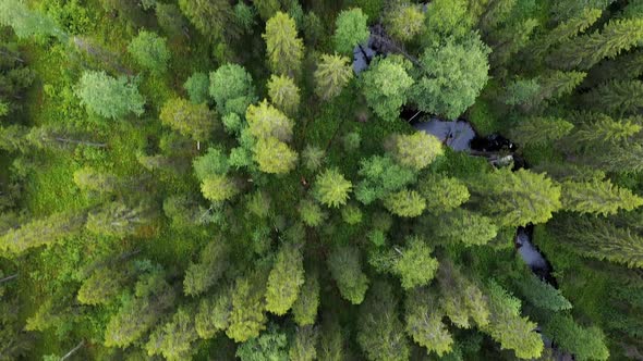 Aerial Top Down View on Forest in the Summer, Drone Shot Flying Over Tree Tops, Nature Background