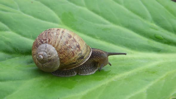 Snail comes out of its shell
