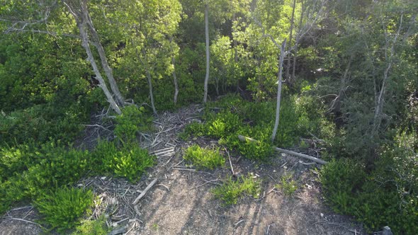 Dead mangrove tree in morning alt
