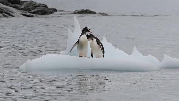 Gentoo Penguins Plaing on the Ice Flow