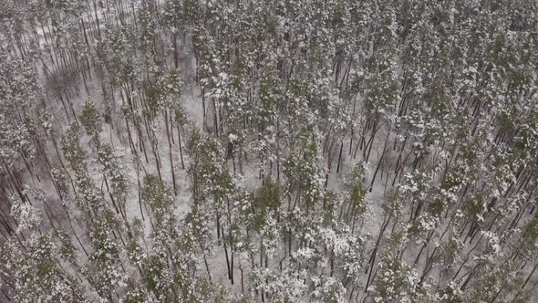 Aerial View Snow Covered Treetops In The Forest alt
