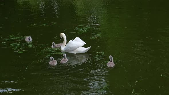 Mute swan family, adult with young, white swan, Cygnus olor