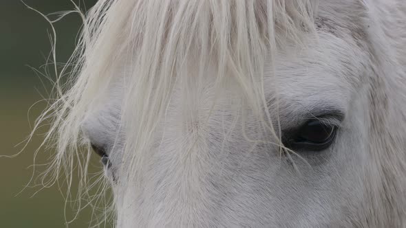 Head Of A White Horse With Thick Coat And Mane - Closeup Shot alt
