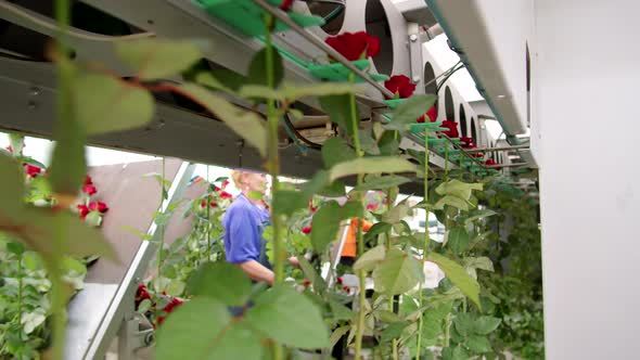 Red Roses in Flower Processing Machine alt