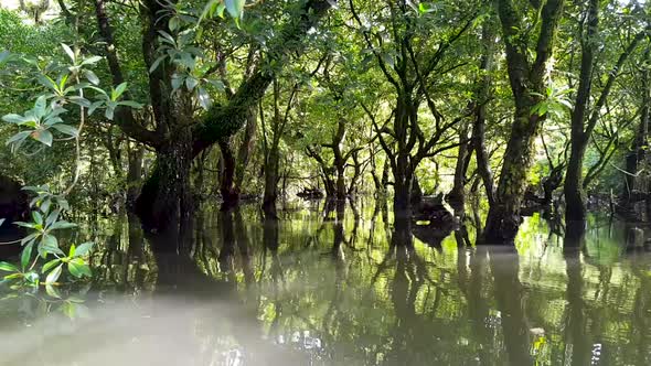 A mangrove ecosystem and trees with golden light in brackish saltwater in Pohnpei, Micronesia alt